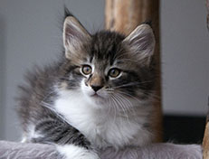 Wildfee's Norwegische Waldkatzen Wildfee's Sylvie - 8 Wochen alt