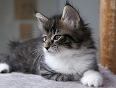 Wildfee's Norwegische Waldkatzen Wildfee's Sylvie - 8 Wochen alt alt