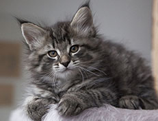 Wildfee's Norwegische Waldkatzen Wildfee's Synofee - 8 Wochen alt