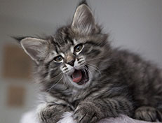 Wildfee's Norwegische Waldkatzen Wildfee's Synofee - 8 Wochen alt