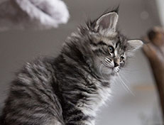 Wildfee's Norwegische Waldkatzen Wildfee's Synofee - 8 Wochen alt