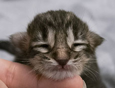 Wildfee's Norwegische Waldkatzen Wildfee's Tia-Dalma - 1 Tag alt