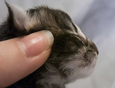 Wildfee's Norwegische Waldkatzen Wildfee's Tia-Dalma - 1 Tag alt