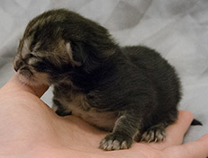 Wildfee's Norwegische Waldkatzen Wildfee's Tia-Dalma - 1 Tag alt