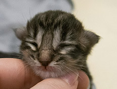 Wildfee's Norwegische Waldkatzen Wildfee's Tia-Dalma - 1 Tag alt