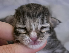 Wildfee's Norwegische Waldkatzen Wildfee's Tinella - 1 Tag alt