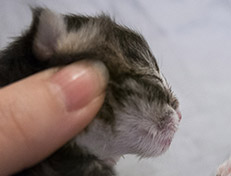 Wildfee's Norwegische Waldkatzen Wildfee's Tinella - 1 Tag alt