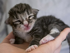 Wildfee's Norwegische Waldkatzen Wildfee's Tinella - 1 Tag alt