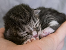 Wildfee's Norwegische Waldkatzen Wildfee's Tinella - 1 Tag alt