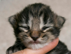 Wildfee's Norwegische Waldkatzen Wildfee's Tia-Dalma - 1 Woche alt