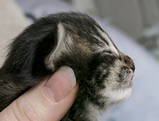 Wildfee's Norwegische Waldkatzen Wildfee's Tia-Dalma - 1 Woche alt