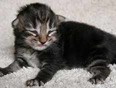 Wildfee's Norwegische Waldkatzen Wildfee's Tia-Dalma - 1 Woche alt