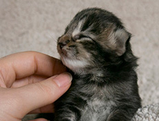 Wildfee's Norwegische Waldkatzen Wildfee's Tia-Dalma - 1 Woche alt