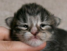 Wildfee's Norwegische Waldkatzen Wildfee's Tinella - 1 Woche alt