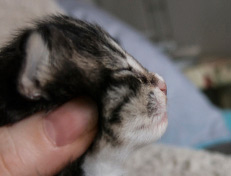 Wildfee's Norwegische Waldkatzen Wildfee's Tinella - 1 Woche alt