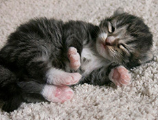 Wildfee's Norwegische Waldkatzen Wildfee's Tinella - 1 Woche alt