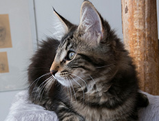 Wildfee's Norwegische Waldkatzen Wildfee's Tia Dalma - 14 Wochen alt