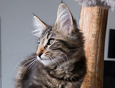 Wildfee's Norwegische Waldkatzen Wildfee's Tia Dalma - 14 Wochen alt