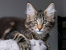 Wildfee's Norwegische Waldkatzen Wildfee's Tia Dalma - 14 Wochen alt