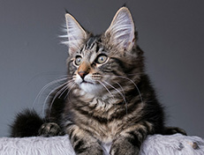 Wildfee's Norwegische Waldkatzen Wildfee's Tia Dalma - 14 Wochen alt