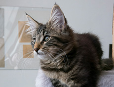 Wildfee's Norwegische Waldkatzen Wildfee's Tia Dalma - 14 Wochen alt