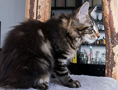 Wildfee's Norwegische Waldkatzen Wildfee's Tia Dalma - 14 Wochen alt