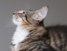 Wildfee's Norwegische Waldkatzen Wildfee's Tinella - 14 Wochen alt