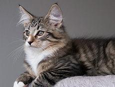 Wildfee's Norwegische Waldkatzen Wildfee's Tinella - 14 Wochen alt