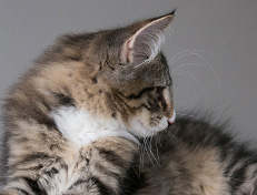 Wildfee's Norwegische Waldkatzen Wildfee's Tinella - 14 Wochen alt