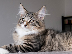 Wildfee's Norwegische Waldkatzen Wildfee's Tinella - 14 Wochen alt