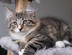 Wildfee's Norwegische Waldkatzen Wildfee's Tinella - 14 Wochen alt