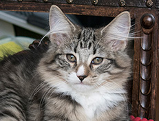 Wildfee's Norwegische Waldkatzen Wildfee's Tinella - 14 Wochen alt