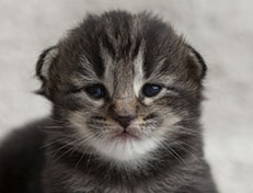 Wildfee's Norwegische Waldkatzen Wildfee's Tia-Dalma - 2 Wochen alt