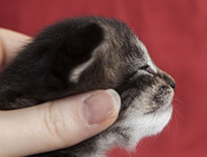 Wildfee's Norwegische Waldkatzen Wildfee's Tia-Dalma - 2 Wochen alt