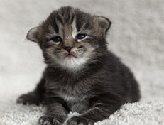 Wildfee's Norwegische Waldkatzen Wildfee's Tia-Dalma - 2 Wochen alt