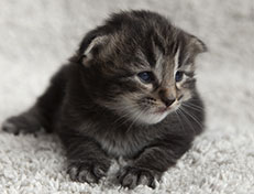 Wildfee's Norwegische Waldkatzen Wildfee's Tia-Dalma - 2 Wochen alt