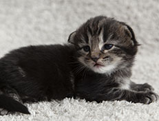 Wildfee's Norwegische Waldkatzen Wildfee's Tia-Dalma - 2 Wochen alt