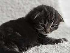 Wildfee's Norwegische Waldkatzen Wildfee's Tia-Dalma - 2 Wochen alt