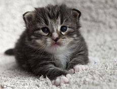 Wildfee's Norwegische Waldkatzen Wildfee's Tinella - 2 Wochen alt