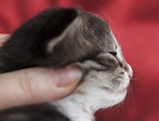 Wildfee's Norwegische Waldkatzen Wildfee's Tinella - 2 Wochen alt