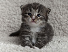 Wildfee's Norwegische Waldkatzen Wildfee's Tinella - 2 Wochen alt