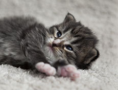 Wildfee's Norwegische Waldkatzen Wildfee's Tinella - 2 Wochen alt