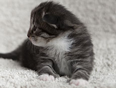 Wildfee's Norwegische Waldkatzen Wildfee's Tinella - 2 Wochen alt