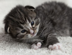 Wildfee's Norwegische Waldkatzen Wildfee's Tinella - 2 Wochen alt