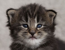 Wildfee's Norwegische Waldkatzen Wildfee's Tia-Dalma - 3 Wochen alt