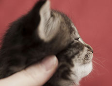 Wildfee's Norwegische Waldkatzen Wildfee's Tia-Dalma - 3 Wochen alt