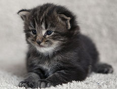 Wildfee's Norwegische Waldkatzen Wildfee's Tia-Dalma - 3 Wochen alt