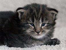 Wildfee's Norwegische Waldkatzen Wildfee's Tia-Dalma - 3 Wochen alt