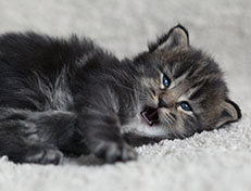 Wildfee's Norwegische Waldkatzen Wildfee's Tia-Dalma - 3 Wochen alt