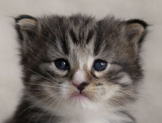 Wildfee's Norwegische Waldkatzen Wildfee's Tinella - 3 Wochen alt